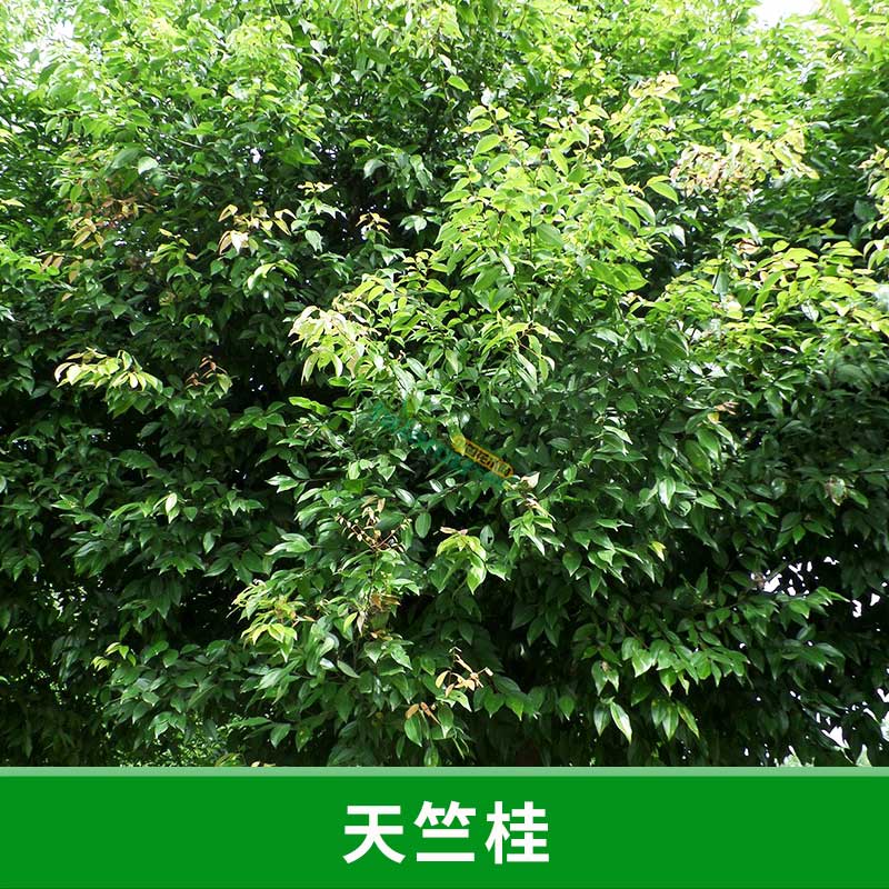福建 天竺桂 天竺桂種苗 種子 長期供應(yīng)天竺桂 造林綠化批發(fā)中心 優(yōu)質(zhì)綠化喬木