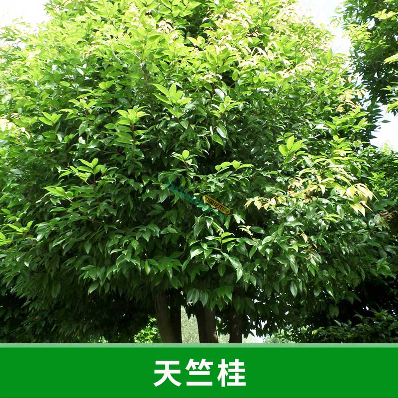 福建 天竺桂圖片/福建 天竺桂樣板圖 (2)