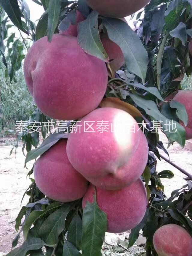 桃樹圖片/桃樹樣板圖 (1)