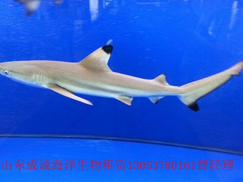 海洋生物圖片/海洋生物樣板圖 (3)