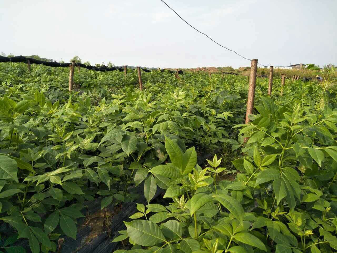 吴茱萸 浙江吴茱萸 江西吴茱萸