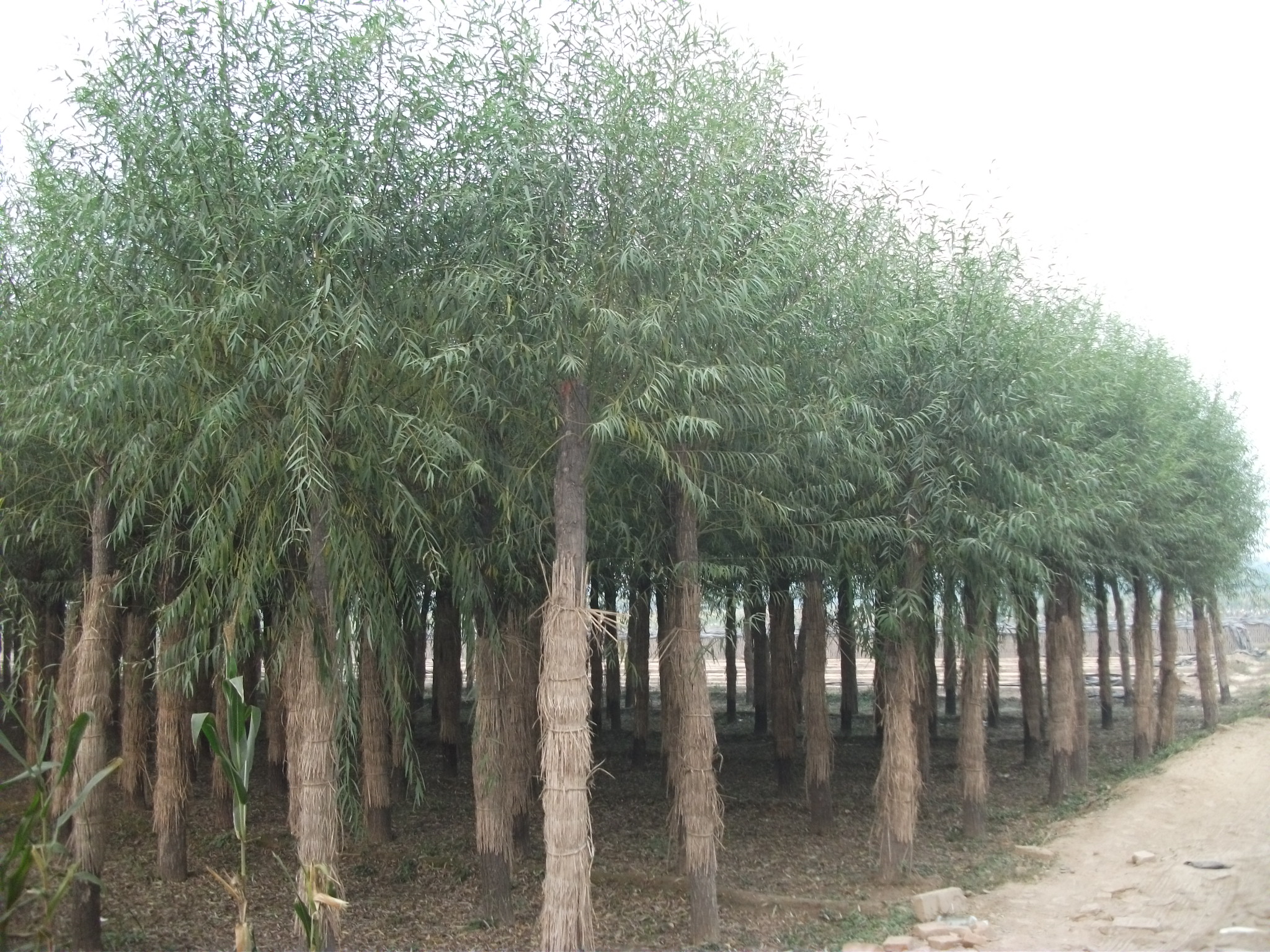 天津饅頭柳圖片