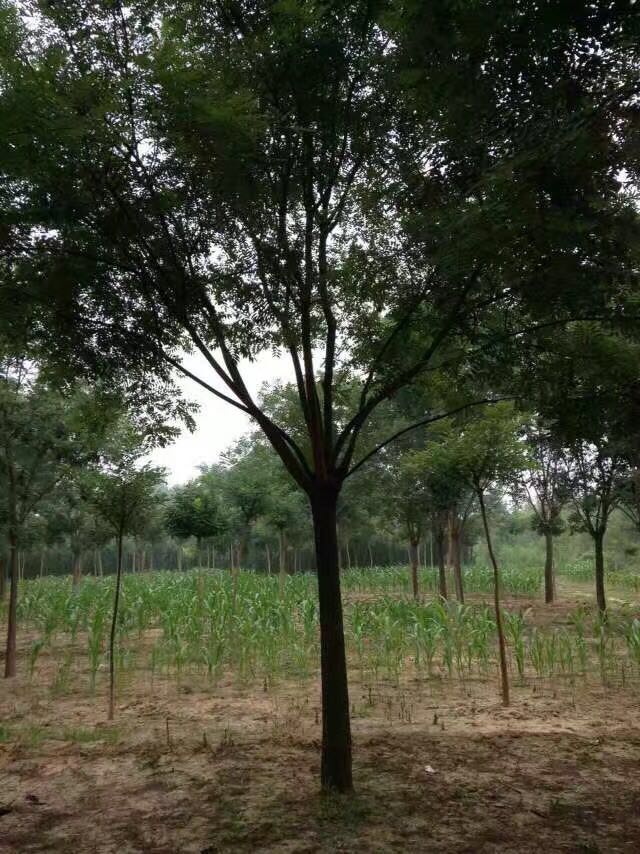 垂柳圖片/垂柳樣板圖 (2)