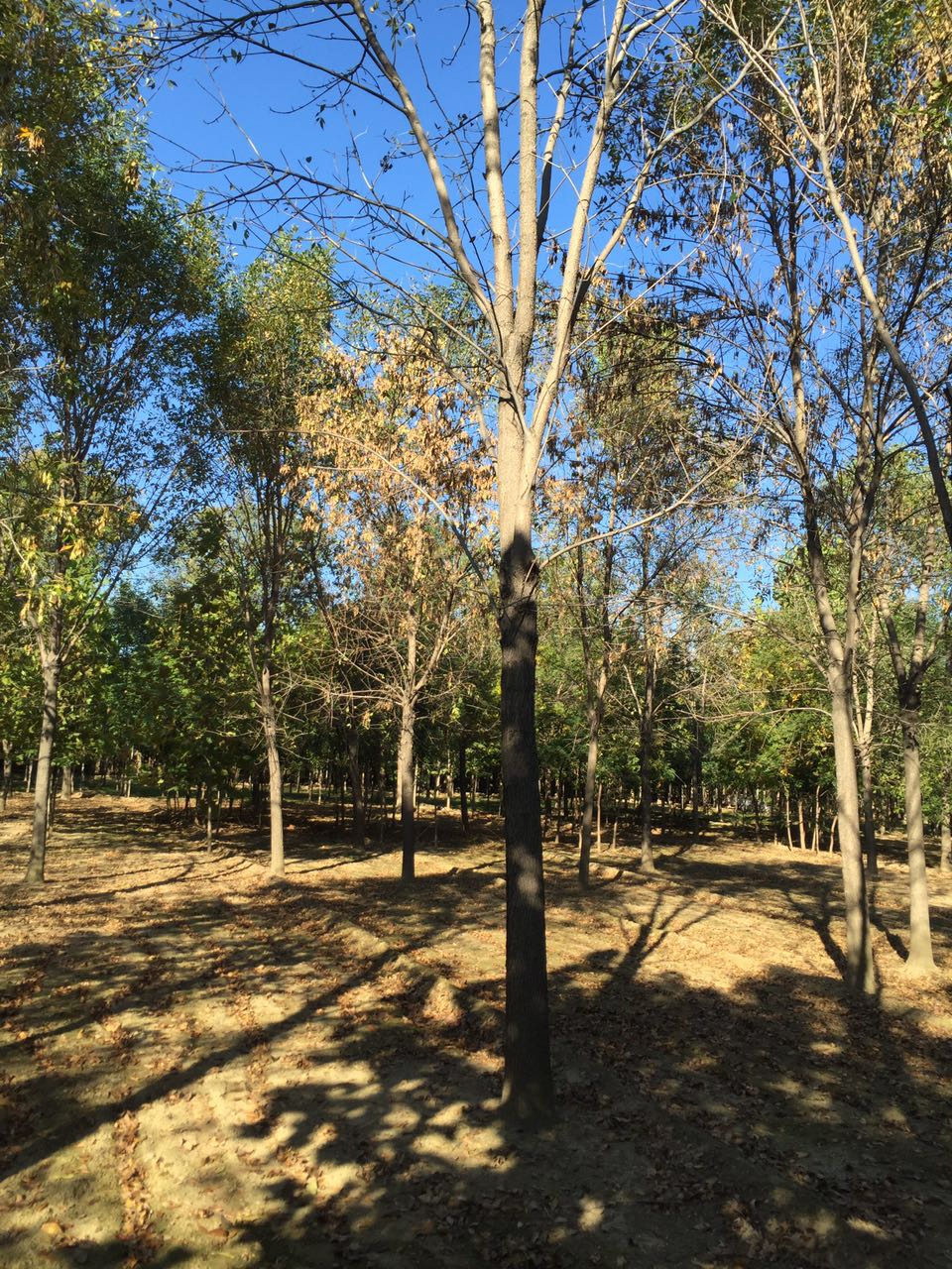 香花槐圖片/香花槐樣板圖 (3)