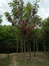 香花槐圖片/香花槐樣板圖 (2)