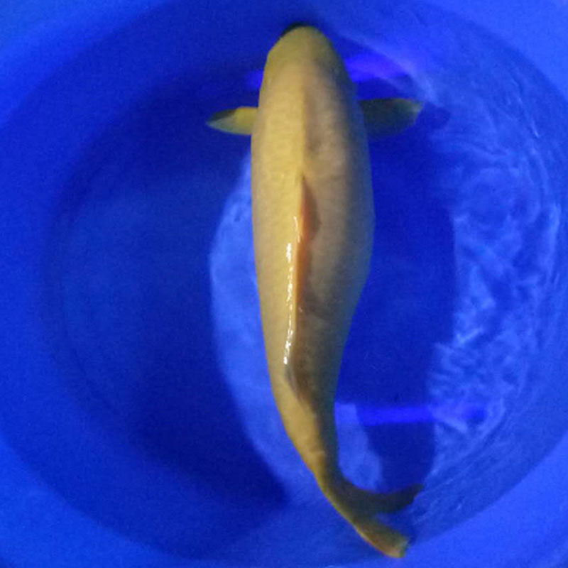 錦鯉魚 廣州錦鯉漁場直銷小西介子90-95公分