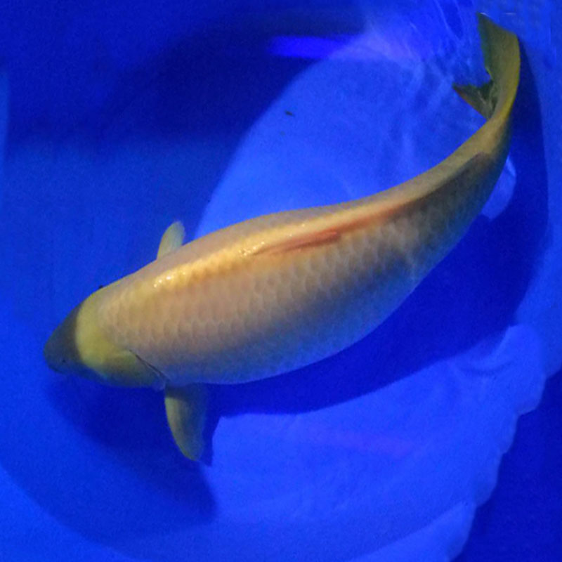 錦鯉圖片/錦鯉樣板圖 (4)