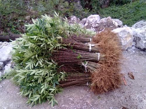 花椒苗花椒苗密植技术指导=山西花椒苗品种产地图片