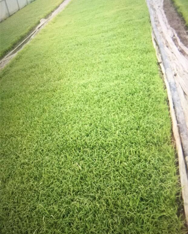 黑龍江水稻種植圖片/黑龍江水稻種植樣板圖 (3)