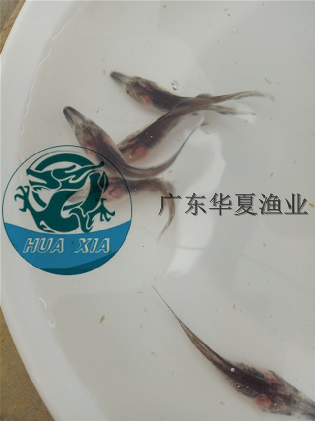 匙吻鱘魚(yú)苗圖片/匙吻鱘魚(yú)苗樣板圖 (4)
