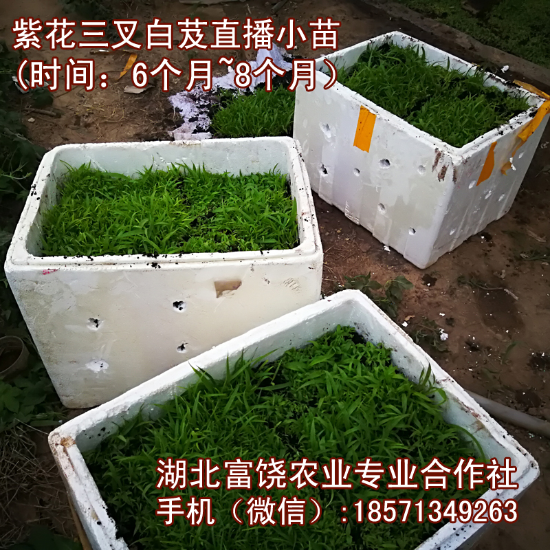 湖北紫花三叉白芨直播小苗圖片/湖北紫花三叉白芨直播小苗樣板圖 (3)