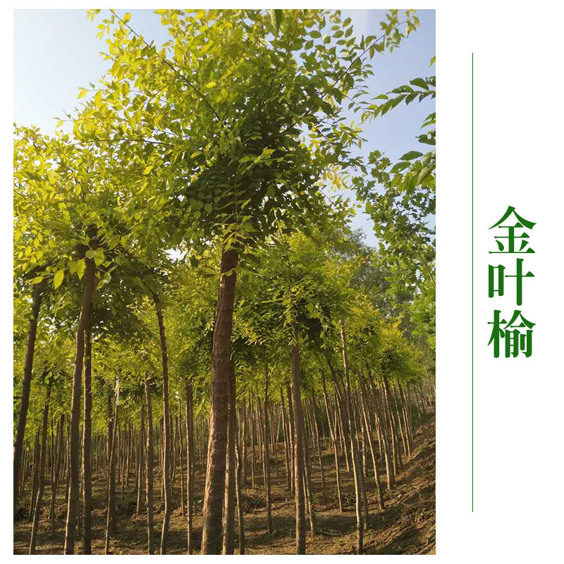 天津金葉榆圖片/天津金葉榆樣板圖 (2)