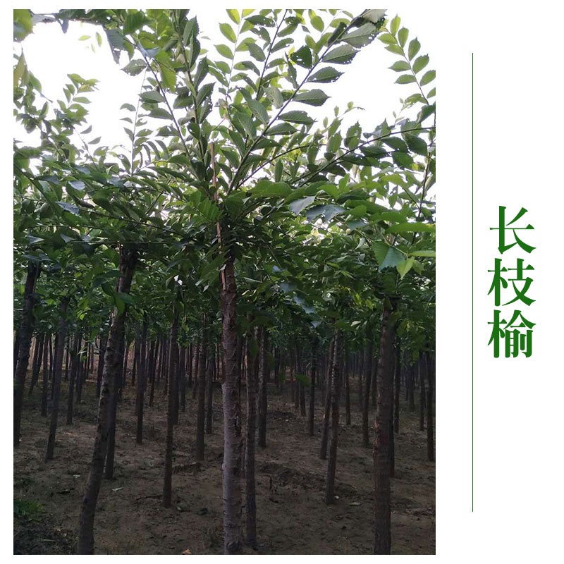 北京長圖片/北京長樣板圖 (3)
