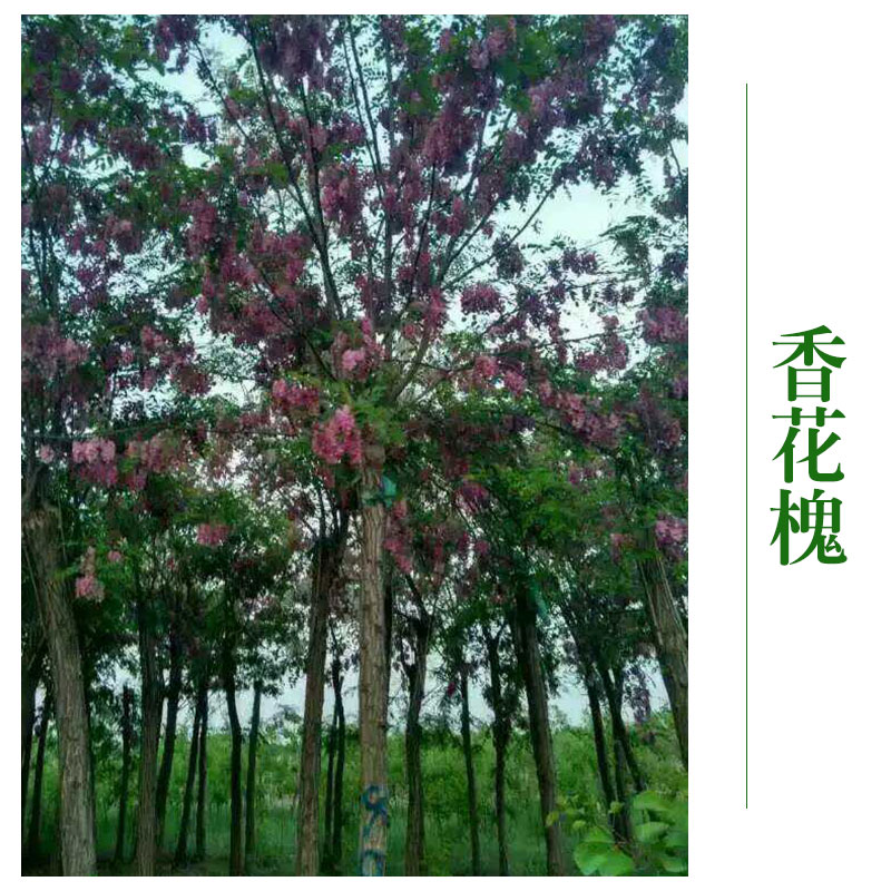 香花槐图片