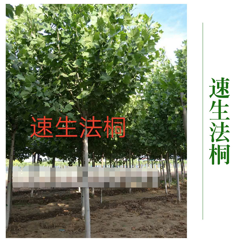 博野京興苗木花卉速生法桐批發(fā) 速生法桐樹速生法桐苗 *綠化工程