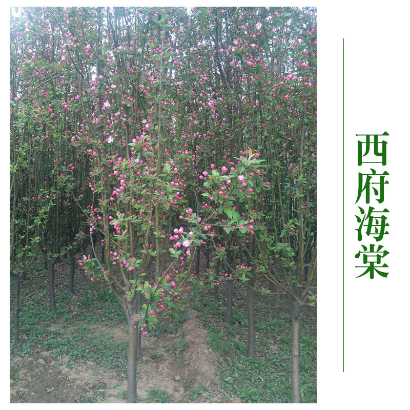 府海棠圖片/府海棠樣板圖 (4)