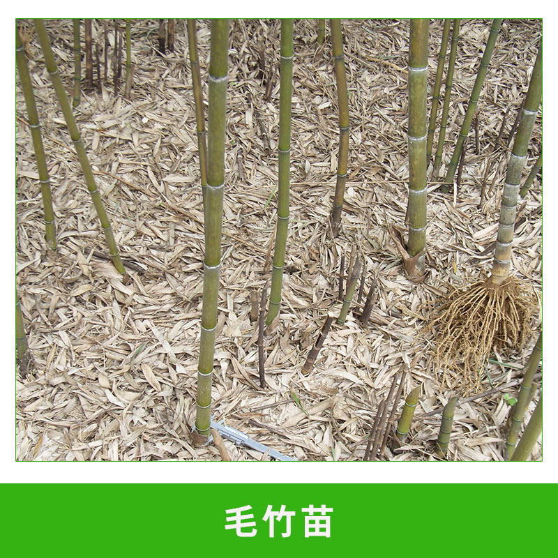 竹苗圖片/竹苗樣板圖 (3)