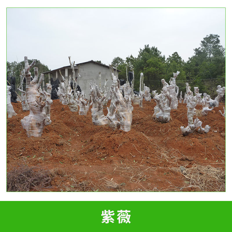 紫薇圖片/紫薇樣板圖 (2)