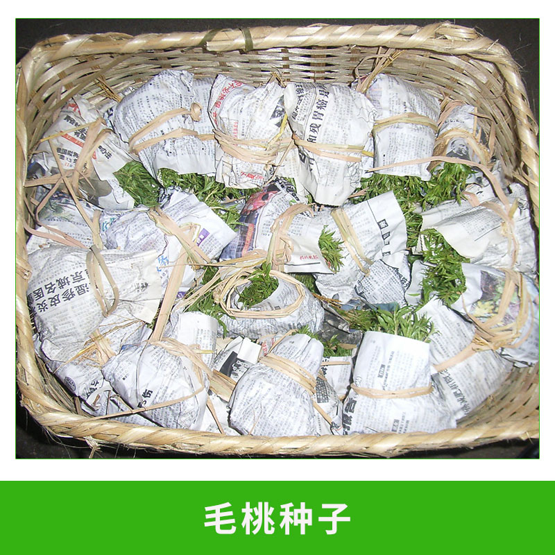 毛桃種子圖片/毛桃種子樣板圖 (2)