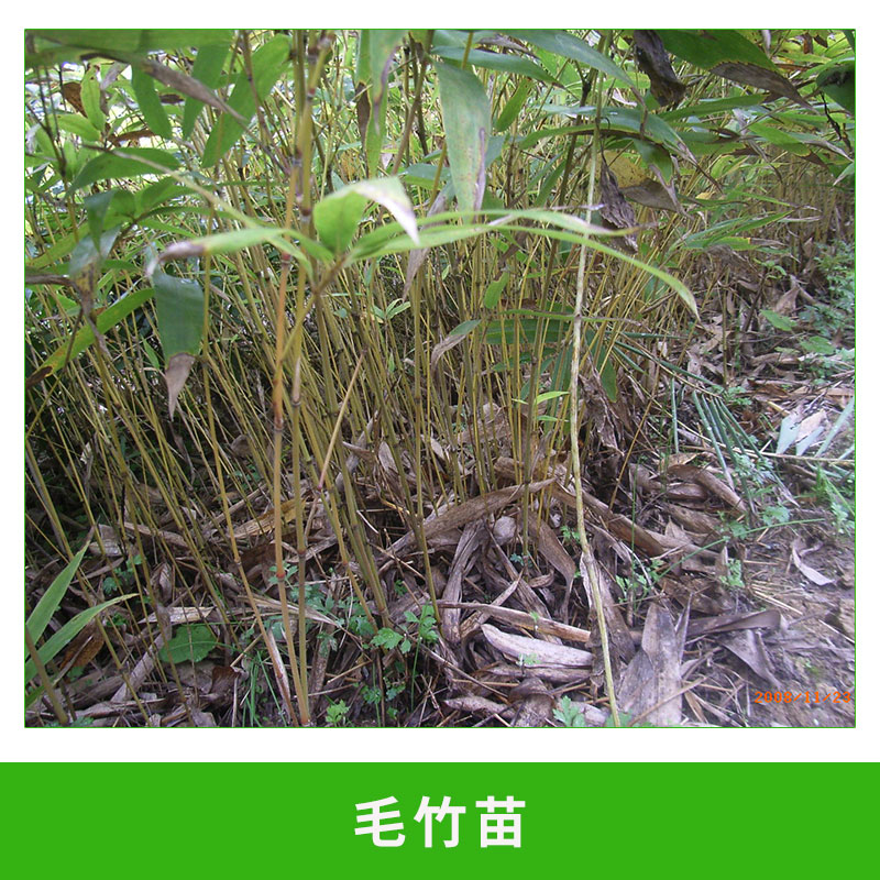 竹苗圖片/竹苗樣板圖 (4)