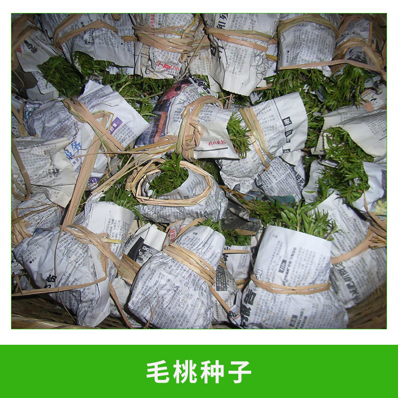 毛桃種子圖片/毛桃種子樣板圖 (4)