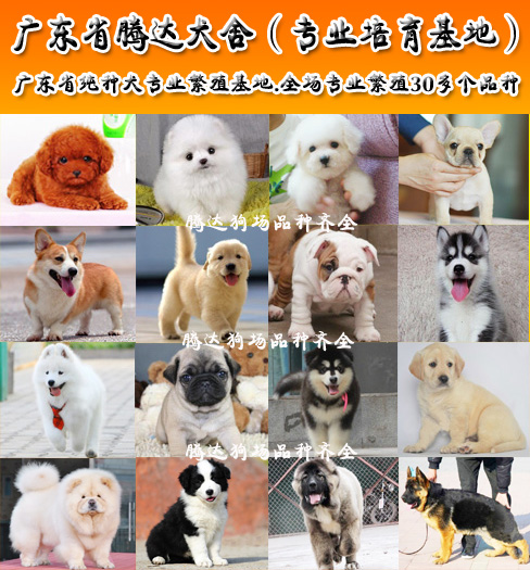 广州苏牧犬什么价位 广州哪里买狗 广州苏牧犬价位广州哪里买狗 广州苏牧犬价位广州哪里买狗有保证