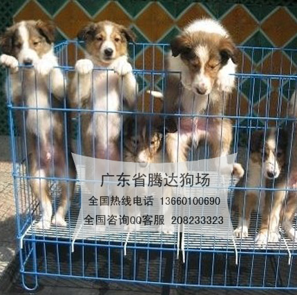 广州市广州苏牧犬价位广州哪里买狗有保证厂家广州苏牧犬什么价位 广州哪里买狗 广州苏牧犬价位广州哪里买狗 广州苏牧犬价位广州哪里买狗有保证