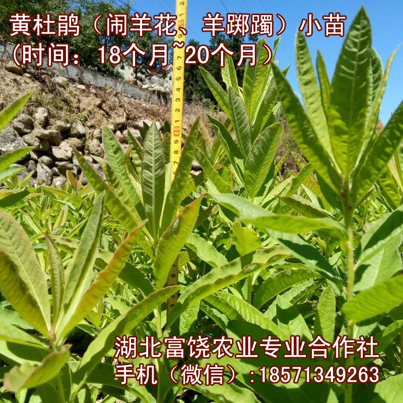 湖北黃杜鵑小苗圖片/湖北黃杜鵑小苗樣板圖 (1)