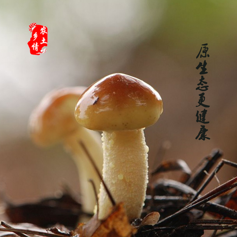 松菇批發(fā)圖片/松菇批發(fā)樣板圖 (3)