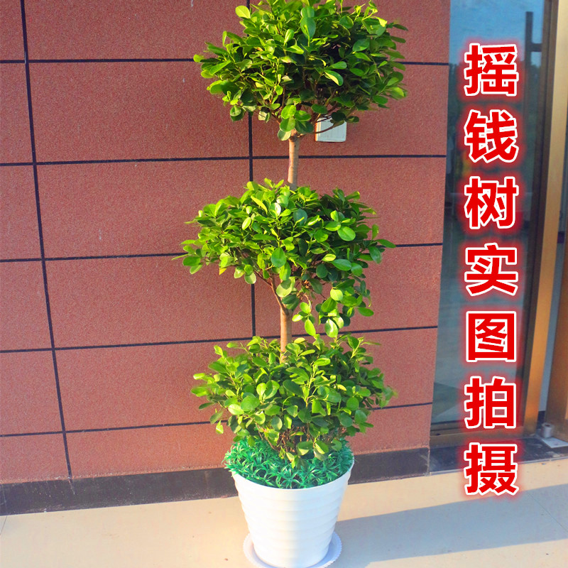 武漢辦公室內(nèi)植物盆栽租擺送貨上門圖片