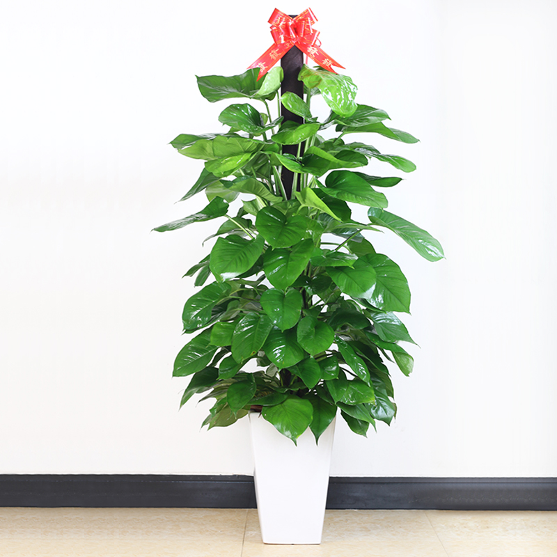 武漢室內(nèi)單位植物盆景租擺圖片/武漢室內(nèi)單位植物盆景租擺樣板圖 (2)