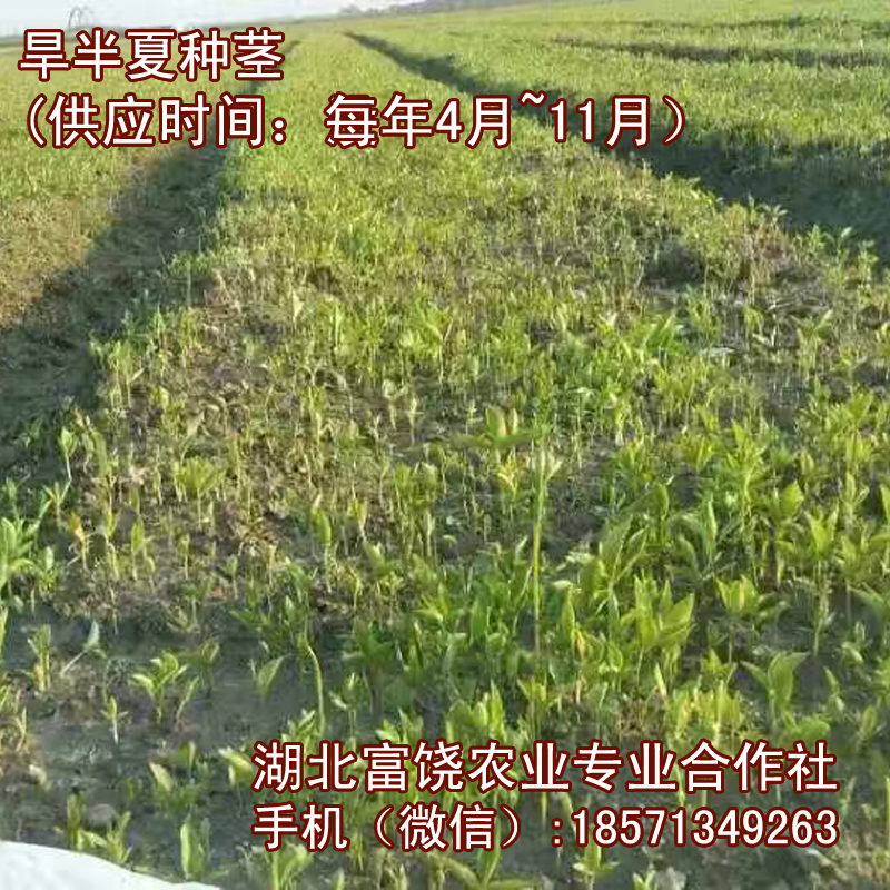 旱半夏種圖片/旱半夏種樣板圖 (4)