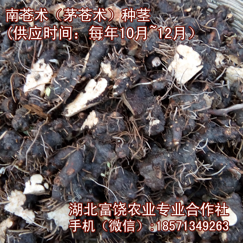 蒼術(shù)圖片/蒼術(shù)樣板圖 (1)