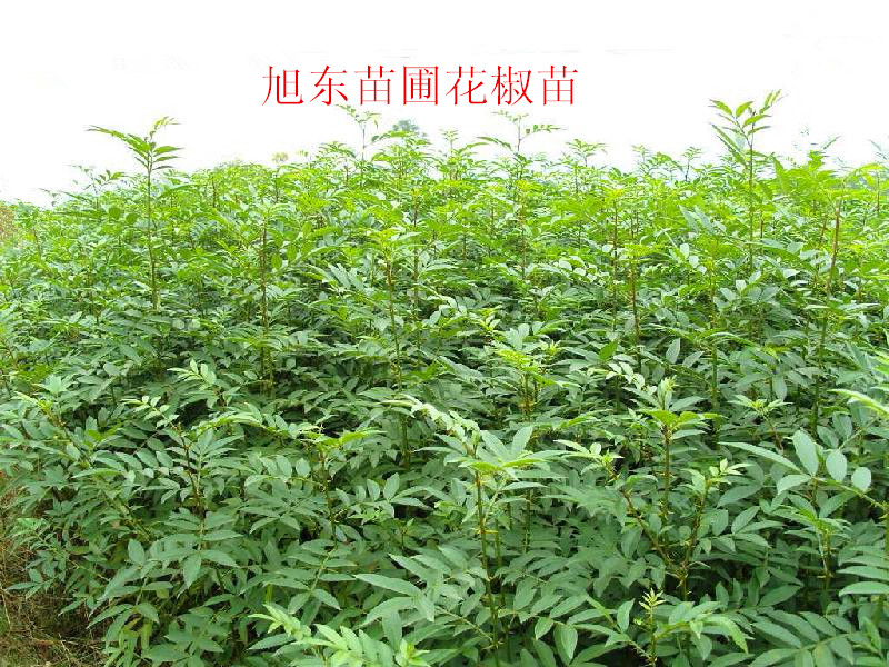 花椒樹苗圖片/花椒樹苗樣板圖 (2)