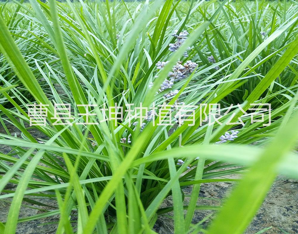 草坪麥冬草產(chǎn)地*價格便宜 草坪/麥冬草