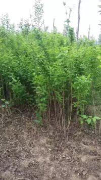 連翹樹(shù)苗圖片