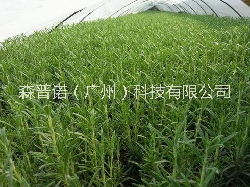 有機(jī)迷迭香種苗圖片