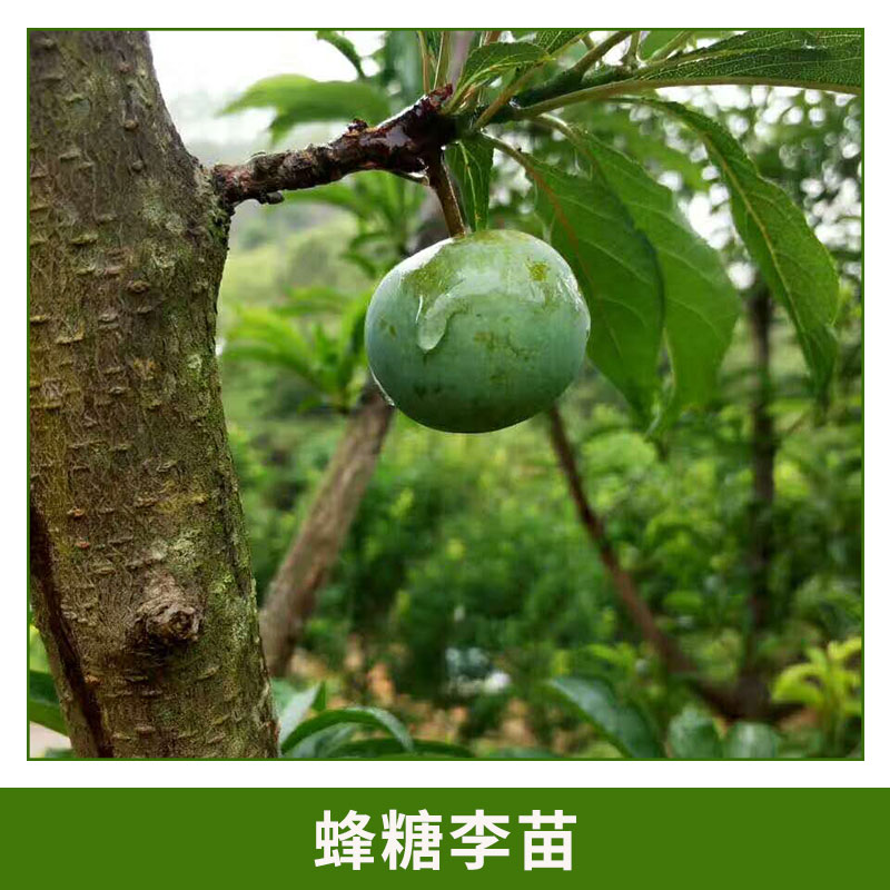 蜂糖李作用圖片/蜂糖李作用樣板圖 (2)