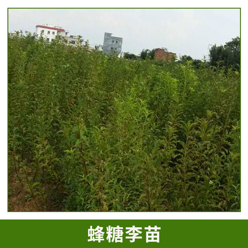 蜂糖李圖片