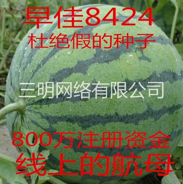 大西瓜種子8424西瓜種子圖片