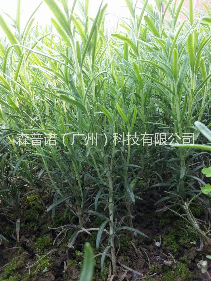 迷迭香種苗 迷迭香種植基地*迷迭香種苗