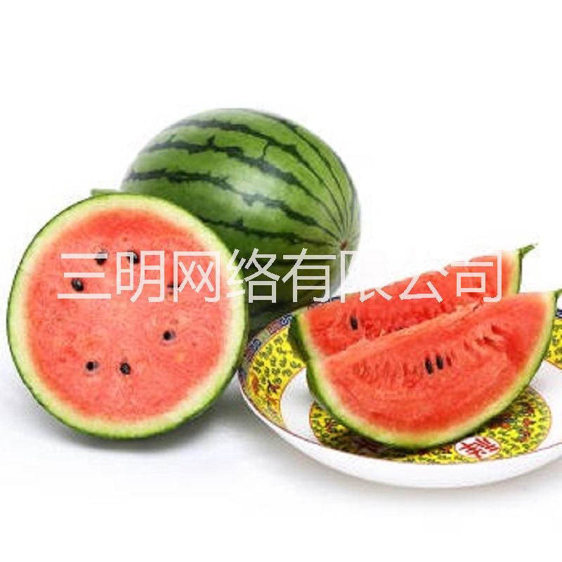 大西瓜種子圖片/大西瓜種子樣板圖 (1)