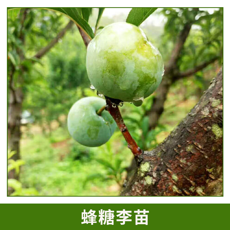 蜂糖李作用圖片/蜂糖李作用樣板圖 (4)
