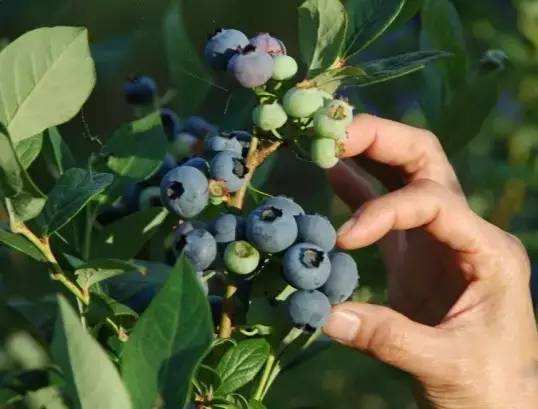 藍(lán)莓粉圖片/藍(lán)莓粉樣板圖 (4)