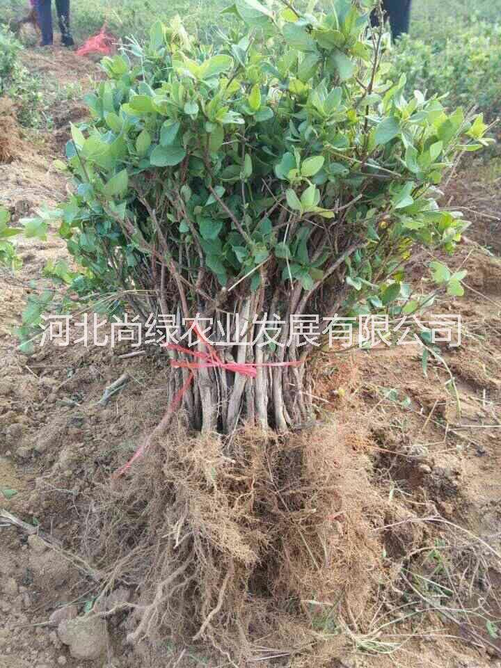 金銀花樹苗圖片/金銀花樹苗樣板圖 (1)