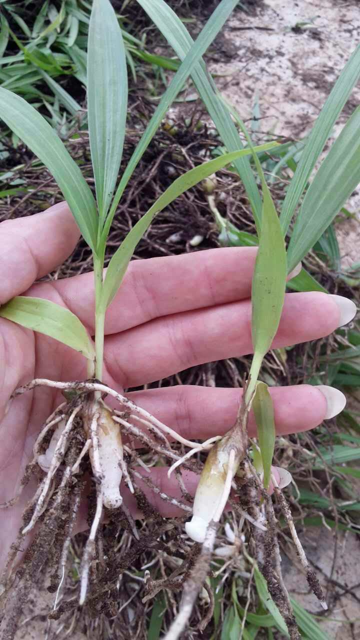 白芨種苗圖片/白芨種苗樣板圖 (2)