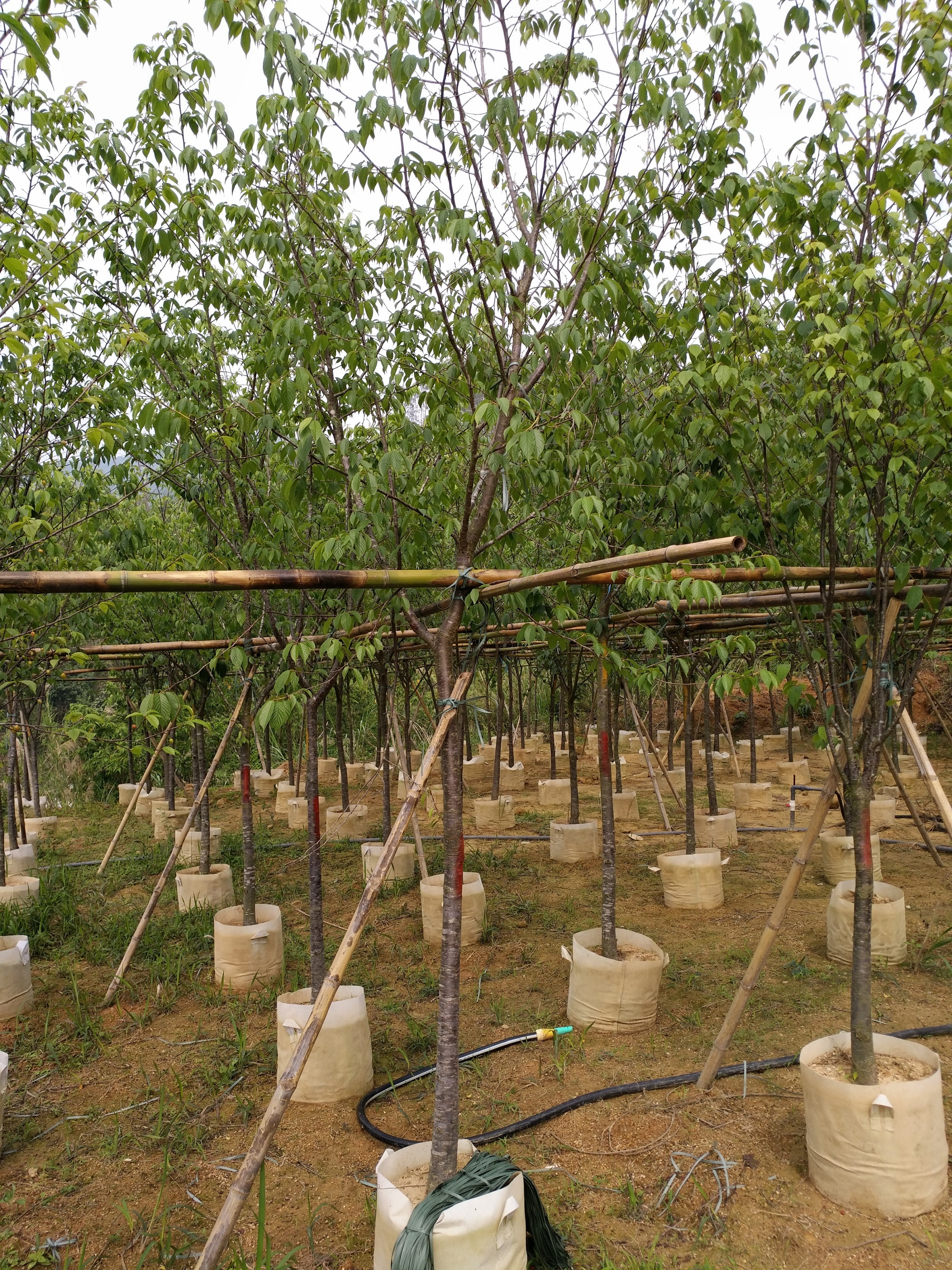 福建福州山櫻花供應(yīng)圖片/福建福州山櫻花供應(yīng)樣板圖 (2)