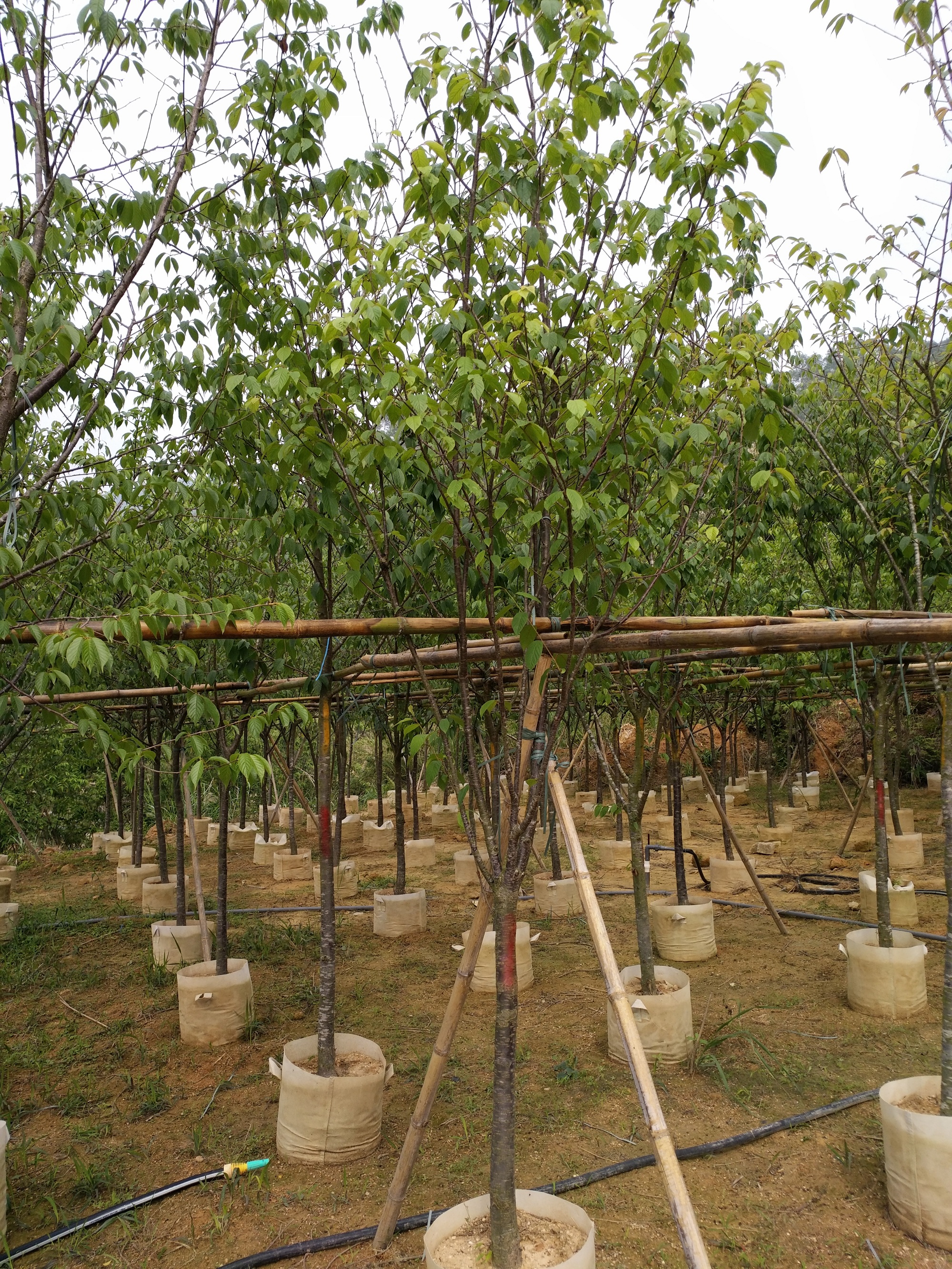 福建福州山櫻花供應(yīng)圖片/福建福州山櫻花供應(yīng)樣板圖 (3)