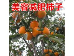 柿子圖片/柿子樣板圖 (1)