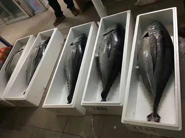 金槍魚圖片/金槍魚樣板圖 (2)